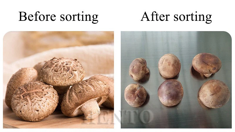 Mushroom Automatic Sorting Mushroom Automatic Sorting